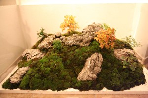 bonsai-w-140508-11