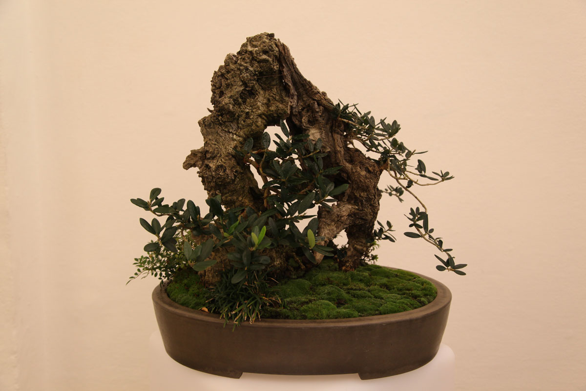 bonsai-w-140508-7